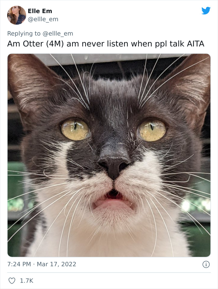 Aita-Cats-Twitter-Thread