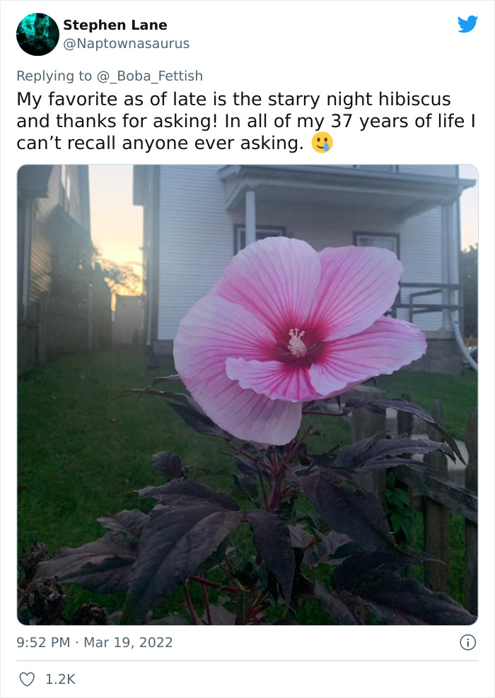 Starry Night Hibiscus