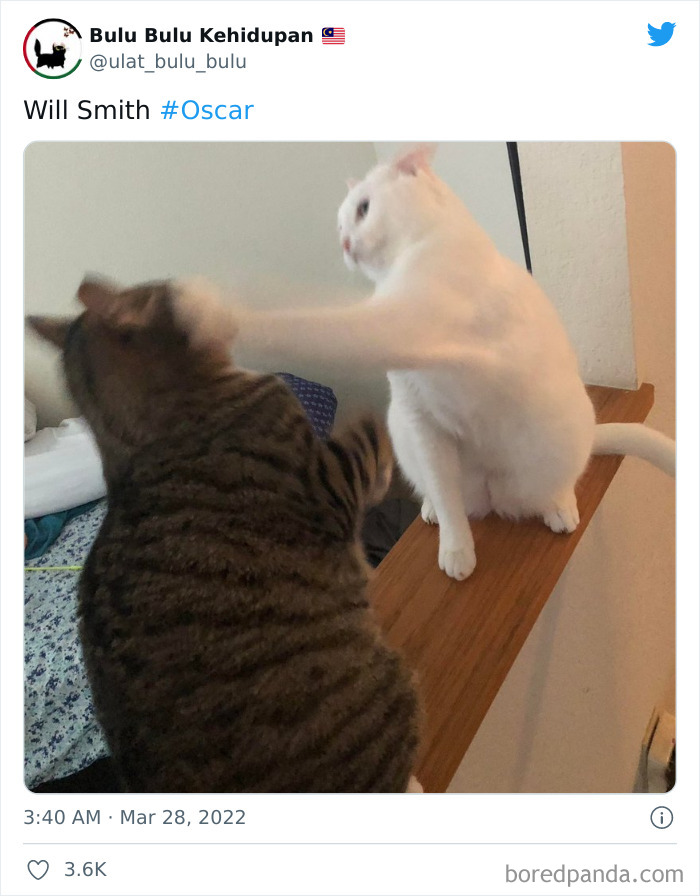 Will-Smith-Chris-Rock-Altercation-People-Reactions