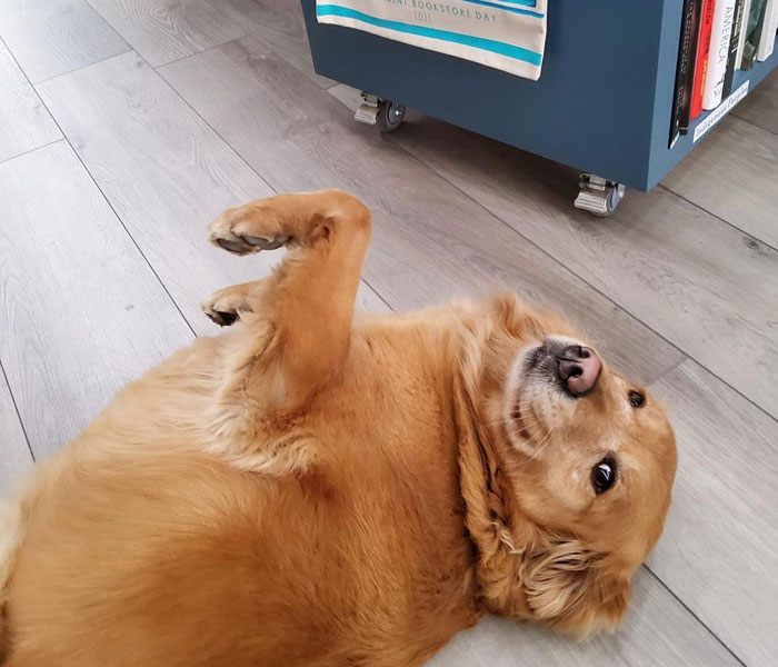 Bookstore Becomes More Magical When Golden Retriever Is Appointed As Manager