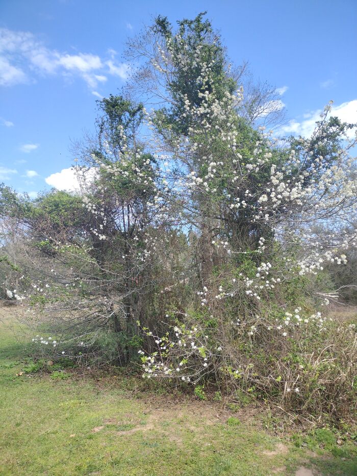 It's Spring Time Here In South Alabama