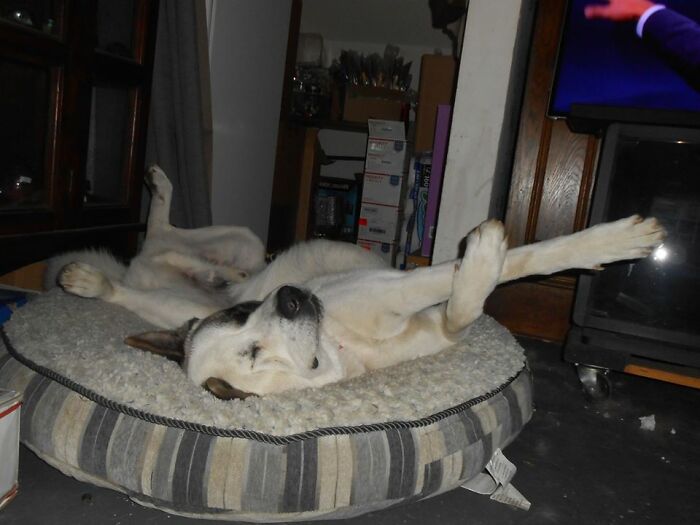 My Akita Named Kitty