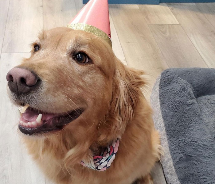 Bookstore Becomes More Magical When Golden Retriever Is Appointed As Manager