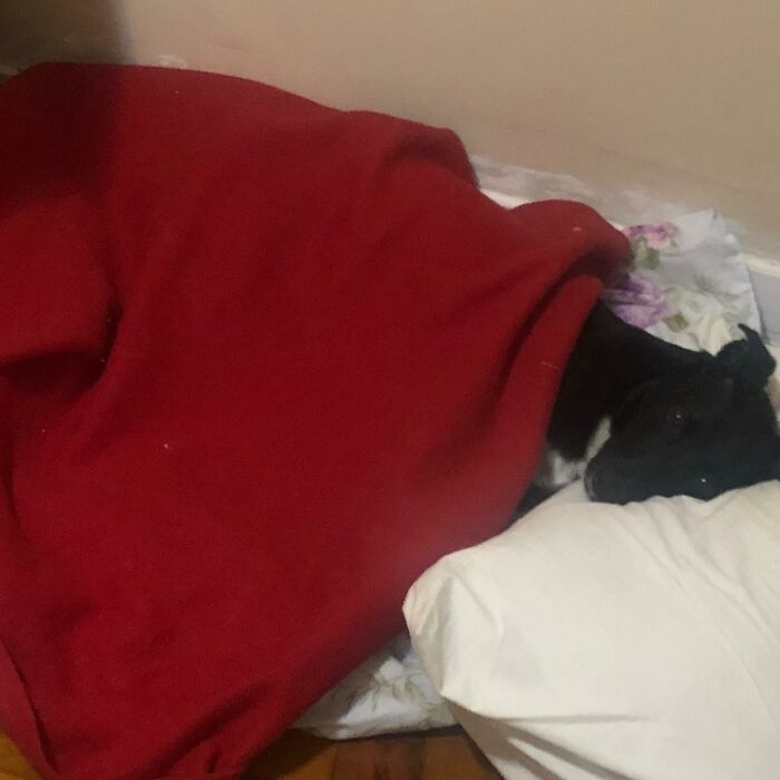 Home Camera Caught This Owner And Dog's Adorable Nighttime Routine, And The Video Of It Went Viral