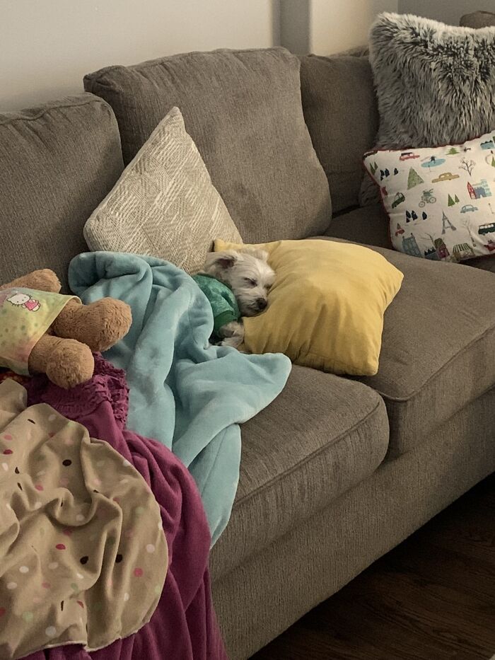 Pillow? Check. Blanket? Check. She Knows How To Do Dog Life The Epic Way