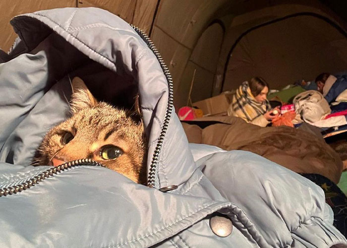 Esta mujer carga con su gato mientras lo consuela ante el sonido de las alarmas de ataque aéreo en Kyiv, Ucrania Esta mujer carga con su gato mientras lo consuela ante el sonido de las alarmas de ataque aéreo en Kyiv, Ucrania