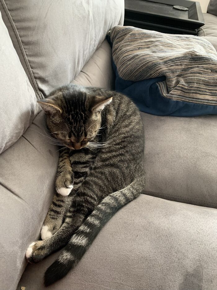 Hobbes, Too Tired To Lie Down