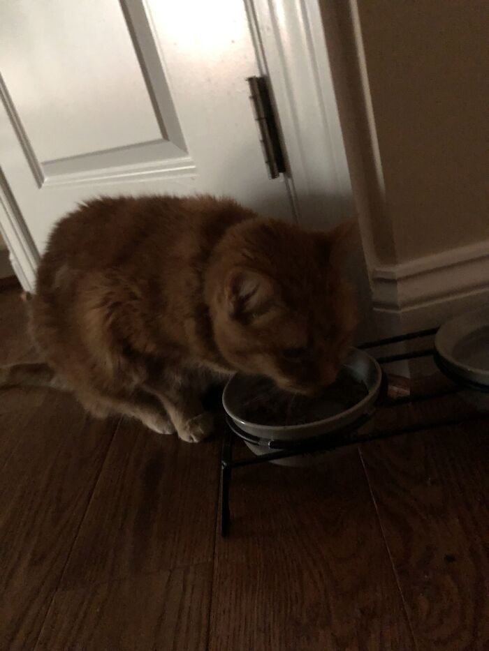 Reds(Grandma’s Cat) Always Finds A Way To Win Me Over To Get More Cat Treats! He’s Pretty Old, But It’s Funny The Way He Meows When He Hears The Treat Bag!🐈