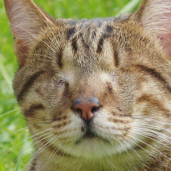 Love Is Blind: Cat From Greece Finds A Loving Home In Londoner's Home, Goes Viral On TikTok