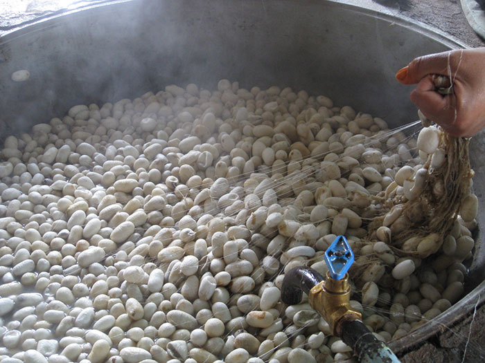 Steaming white silkworm cocoons in a large container with a hand pulling silk threads, illustrating inedible foods concept.