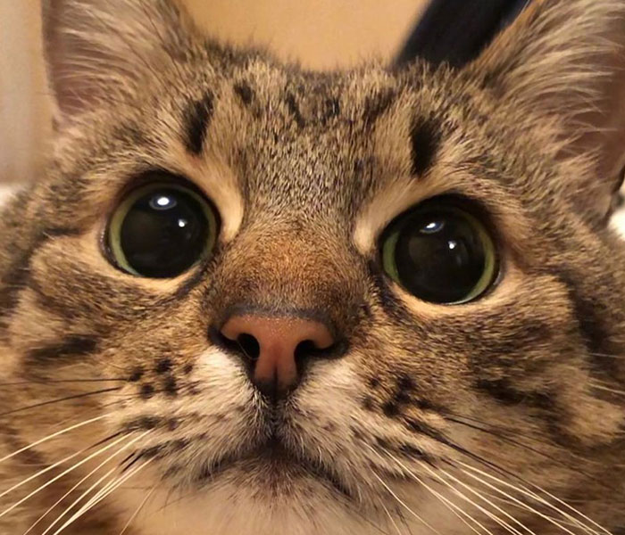 Stepan, el famoso gato ucraniano, huyó junto a su familia y encontró refugio en Francia