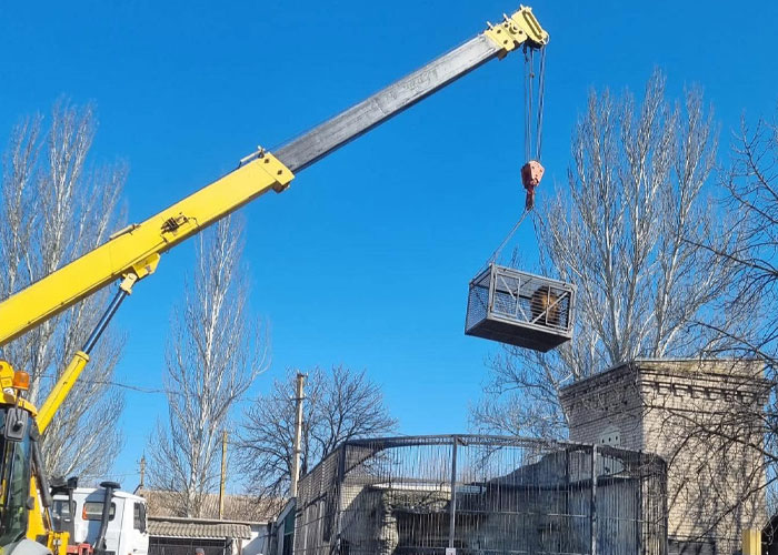 Un león y un lobo son transportados con grúa a una miniván conducida por 3 británicos para salvarlos