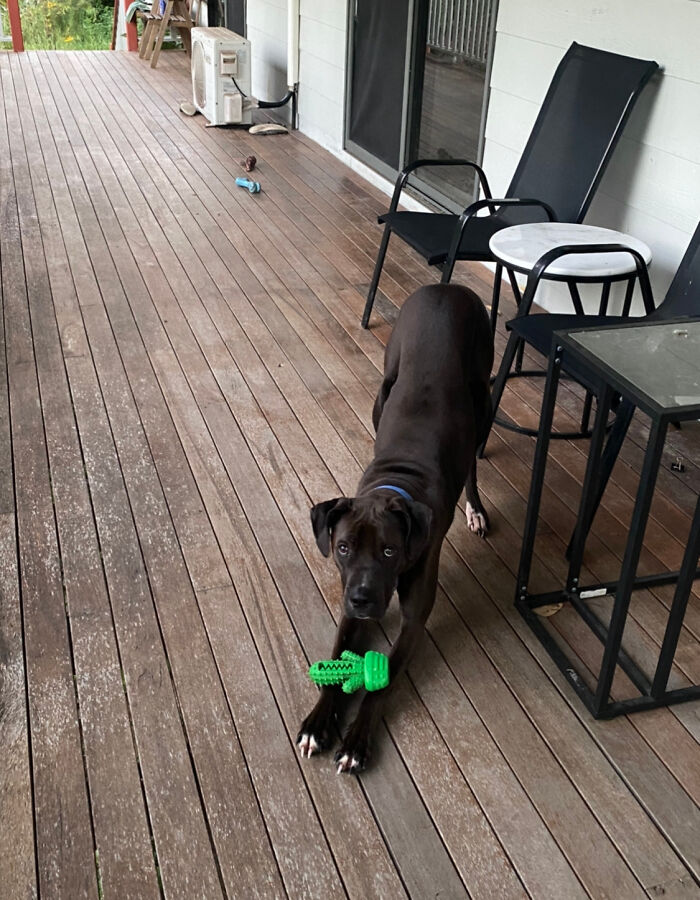 His New Toy Favourite That He Can’t Destroy