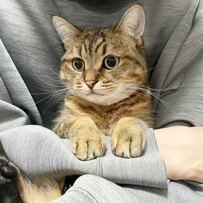 Se vuelve viral este gato con pantuflas hechas de su propio pelaje