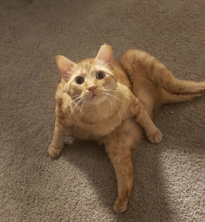 Cats-Being-Weird-Weirdlilguys