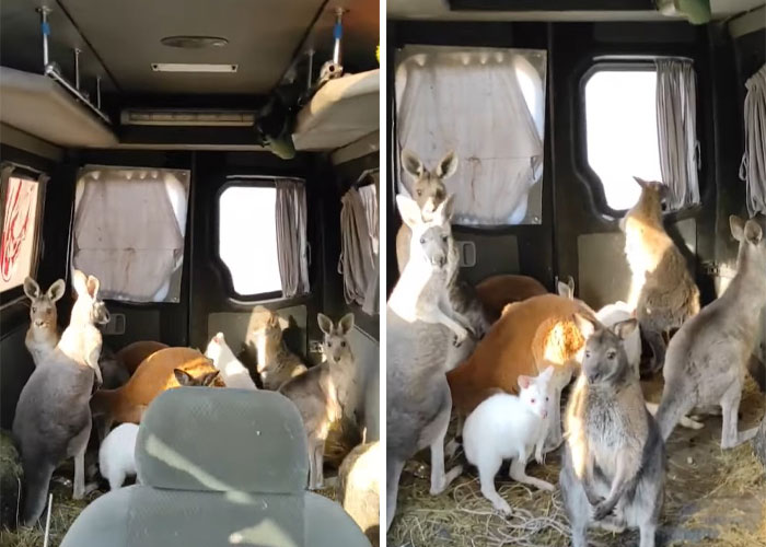 Man Drives 10 Kangaroos To Safety With His Van From A Zoo In Kharkiv That Suffered An Attack Man Drives 10 Kangaroos To Safety With His Van From A Zoo In Kharkiv That Suffered An Attack