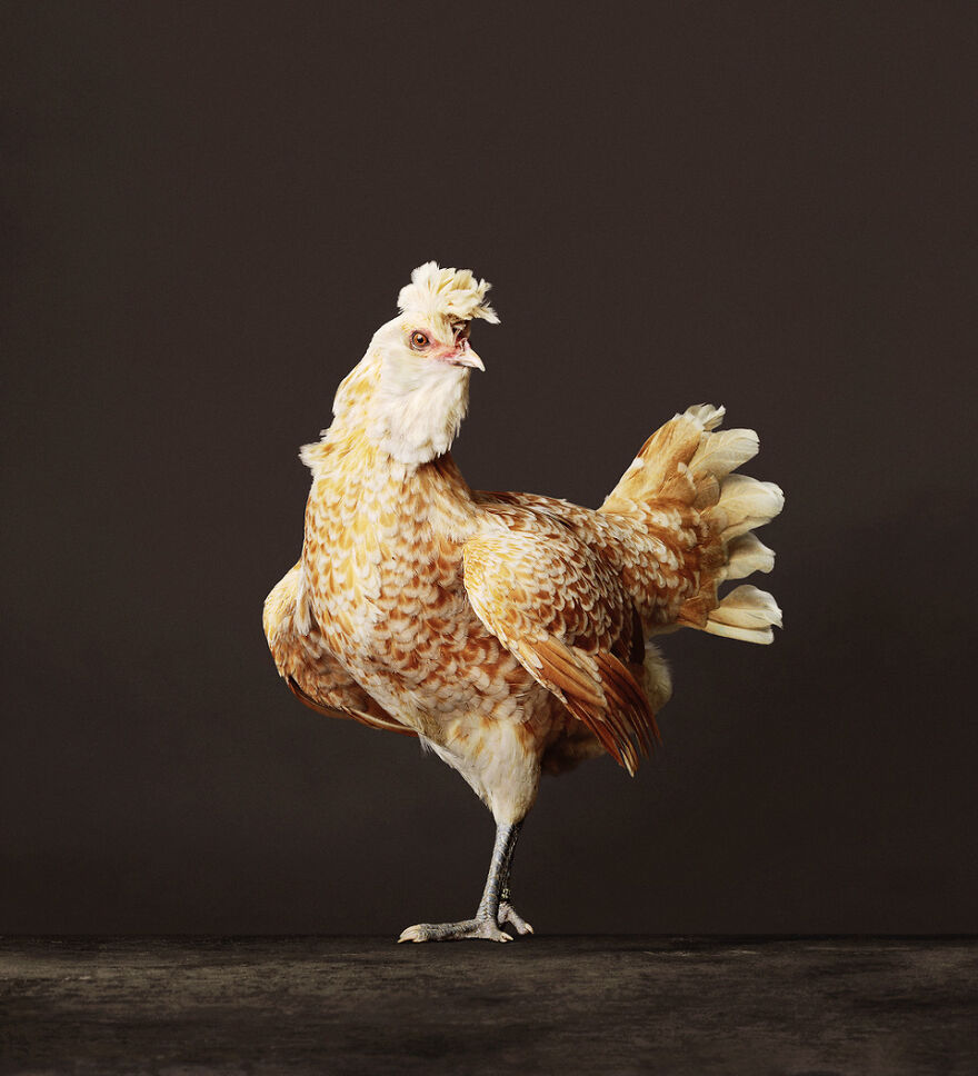 This Photographer Turns Roosters And Hens Into Professional Models (15 Pics)