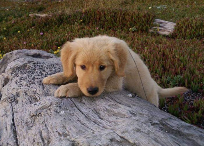 Bookstore Becomes More Magical When Golden Retriever Is Appointed As Manager