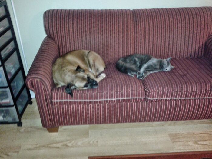 King And Prince Napping Buddies!!