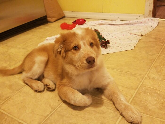 Tried Convincing My Boyfriend For Us To Get A Puppy For A Couple Years. Then I Told Him Either A Puppy Or A Baby. Within 3 Weeks Of That I Was Given My Four Baby; Sky.