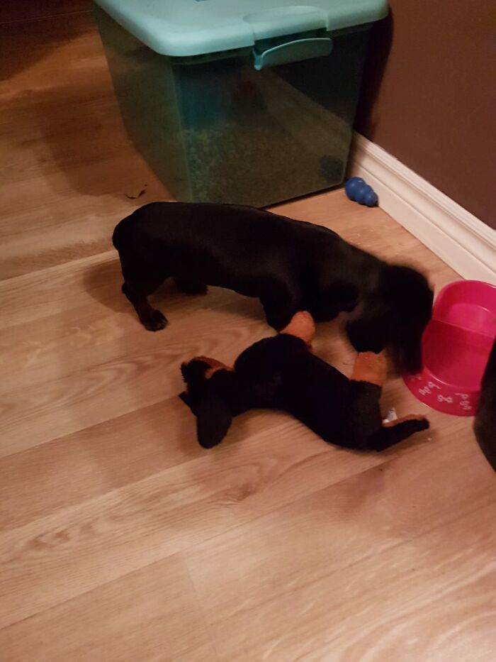 Had To Take Her Favorite Stuffy On A Dinner Date.