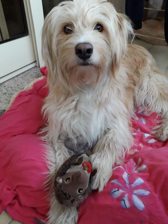 Snowie With Her First Favourite Toy
