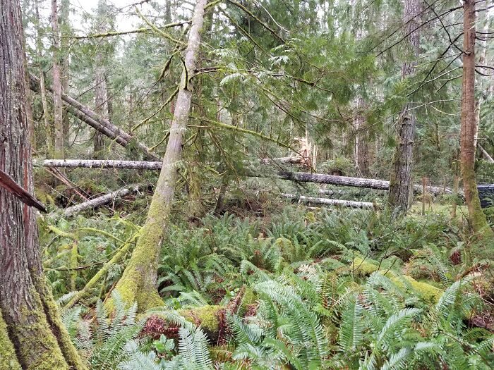 No Picture Either (Here Is One Of Wind Damage Behind My Place) My Ex Sil Came Back From Vacation In The Carribian With Gifts For All. She Presented Me With A Stuffed Frog Playing A Guitar And Mounted On A Stuffed Turtle. I Have Long Since Given Them A Proper Burial.