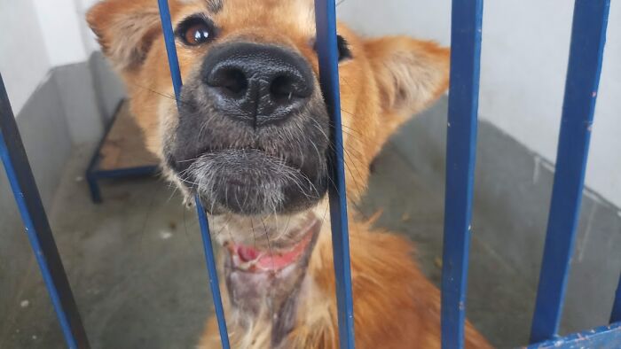 Serious Wound Dog Rescued By Kat Center Nepal