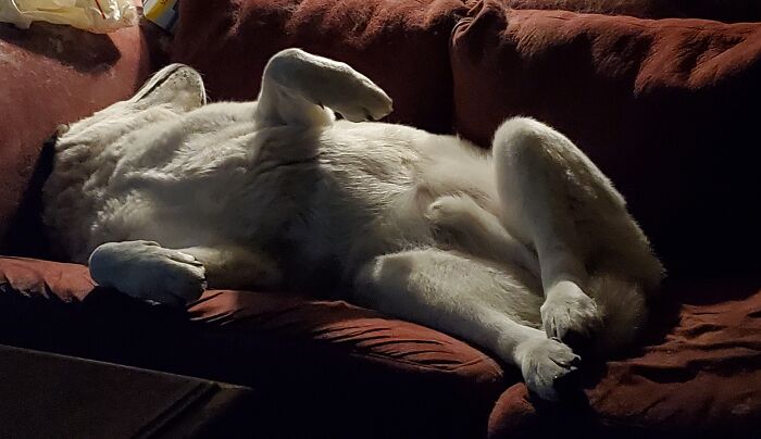 My Akita Named Kitty