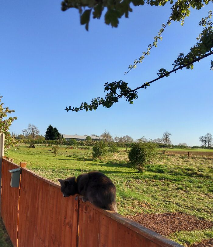 The Fields Beyond Our Garden Fence