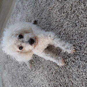 lynneharbison avatar