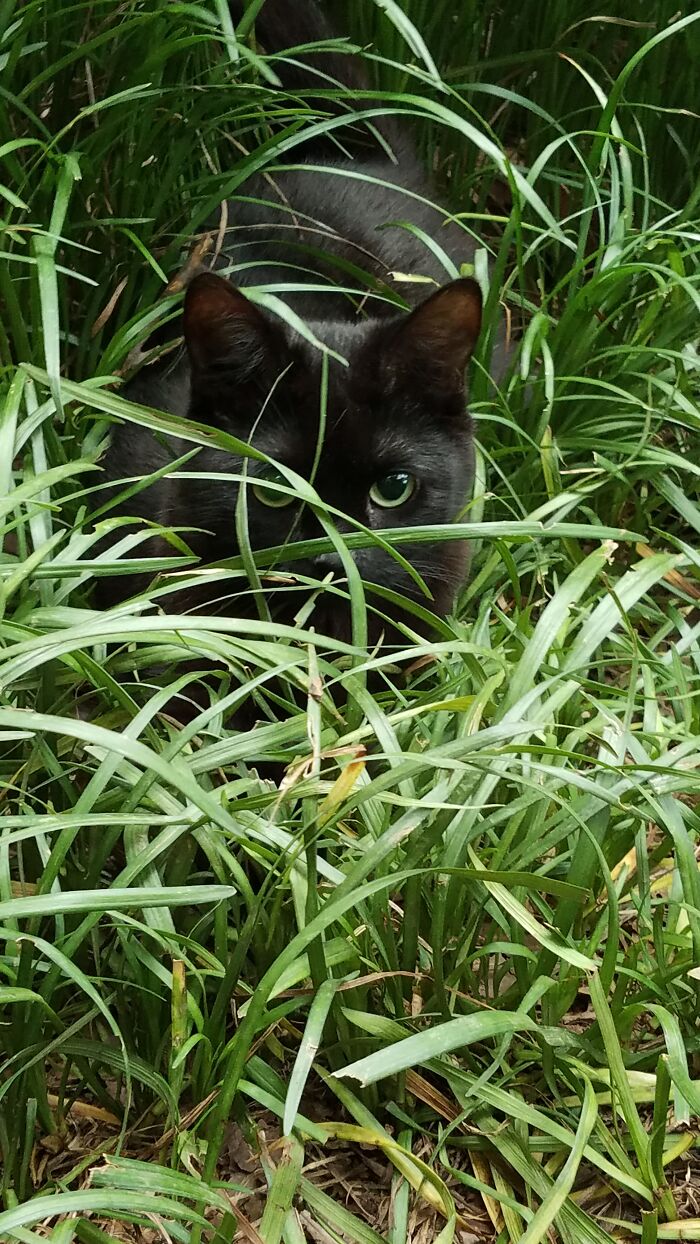 My Small Handicapped Cat Living The Life And Getting Some "Jungle" Time