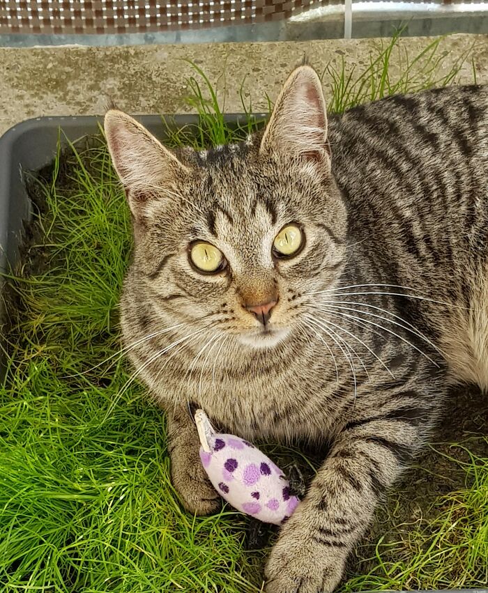 Charlie And His Favourite Mouse