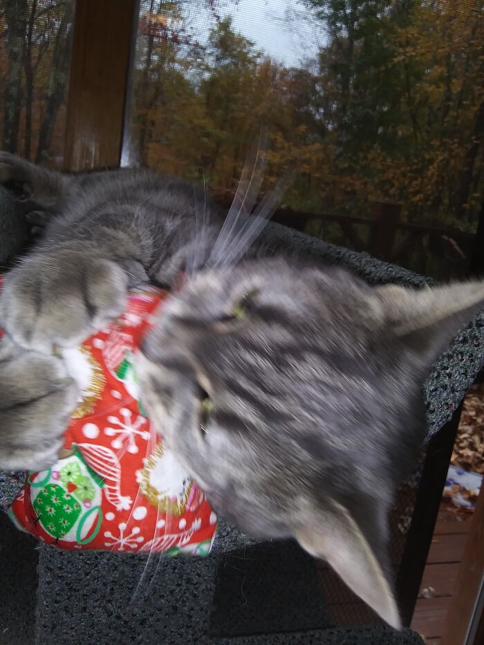 Pippi And Her Nip Toy.