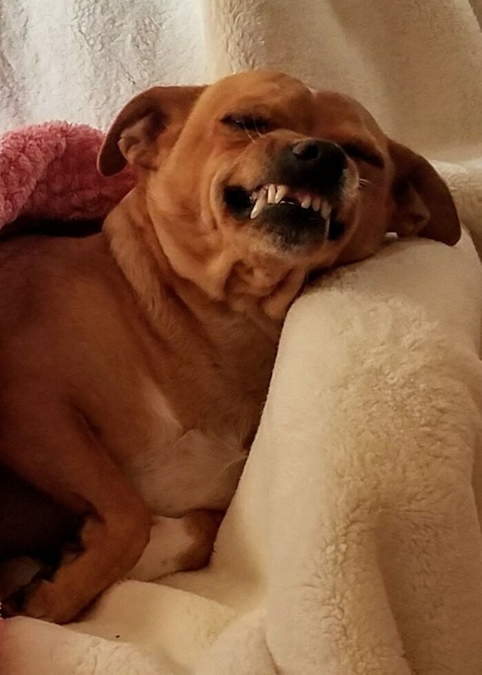 Hard Won Victory...allowed On The Couch.