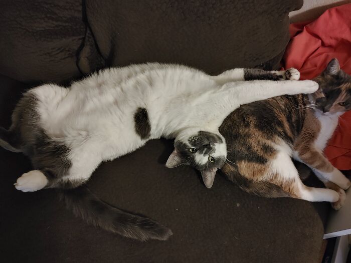 He Loves To Annoy Her Every Chance He Gets. She Is Never Amused By This