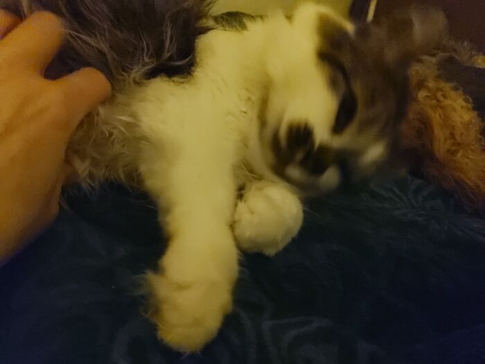 'tildy' My Maine Coon Cat