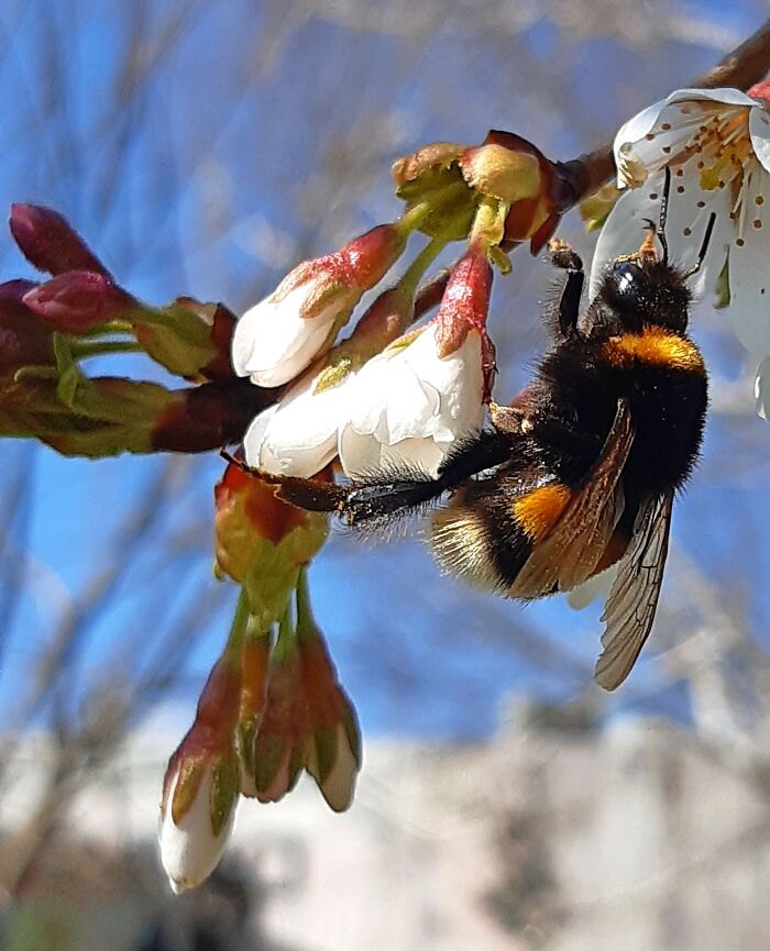 My Favorite Pollinators 