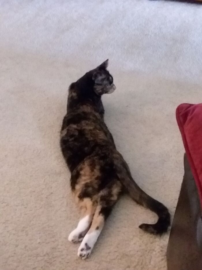 Arms Are For The Weak