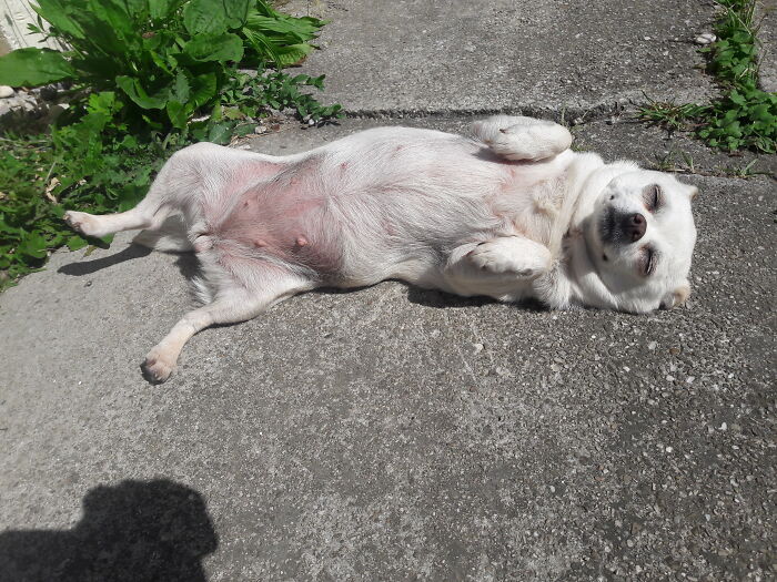 My Jenny Has No Idea What To Do With A Toy - But She Likes Digging For Mice In Her Garden