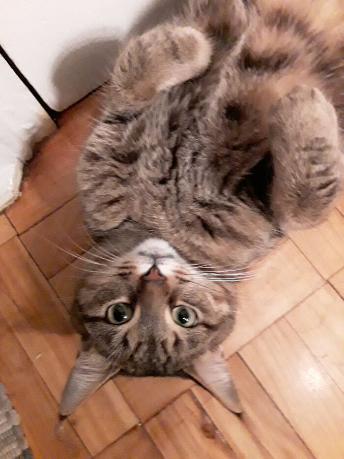 A Frown Is Just An Upside Down Smile. And A Laugh Is An Upside Down Cat.
