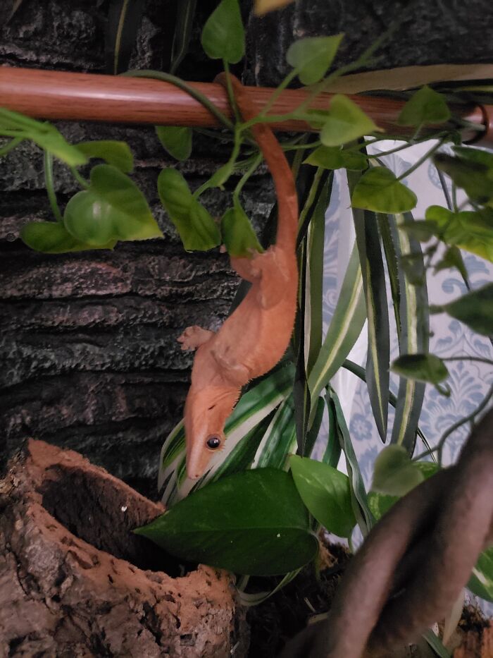 She Thinks She Is A Fruit