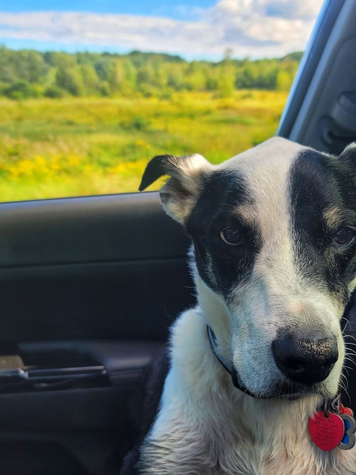 My Boy Rocco After A Day Climbing All Over The Rocks By The Ocean Here On The Coast Of Maine.