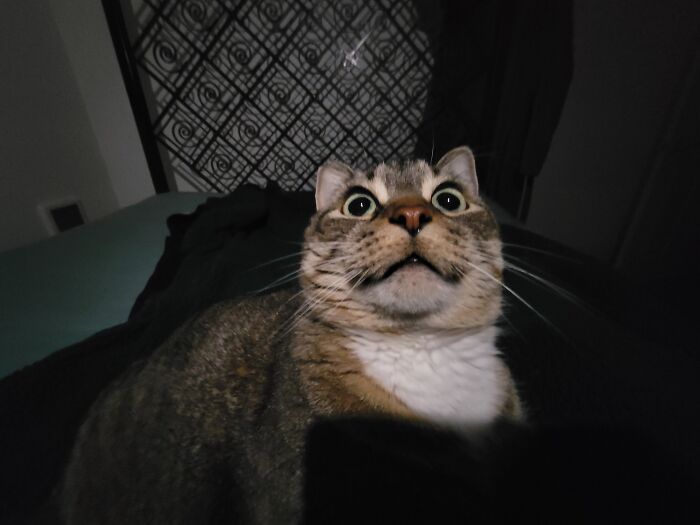 Albert Hofmann Was Here