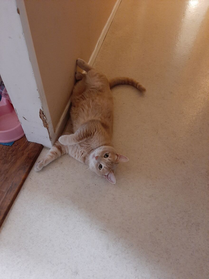 10 Times My Cat Brought The Cuteness 10 Times My Cat Brought The Cuteness