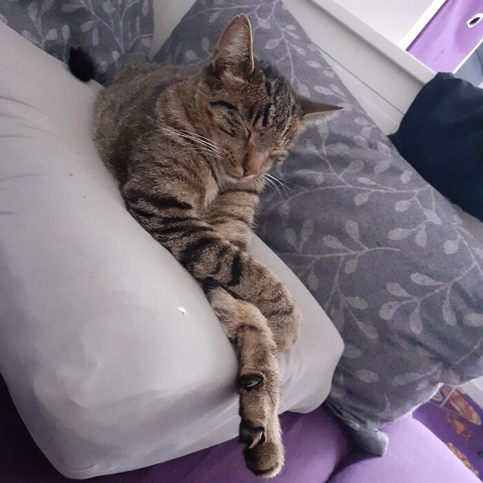 Napping Like A Proper Aristocat.