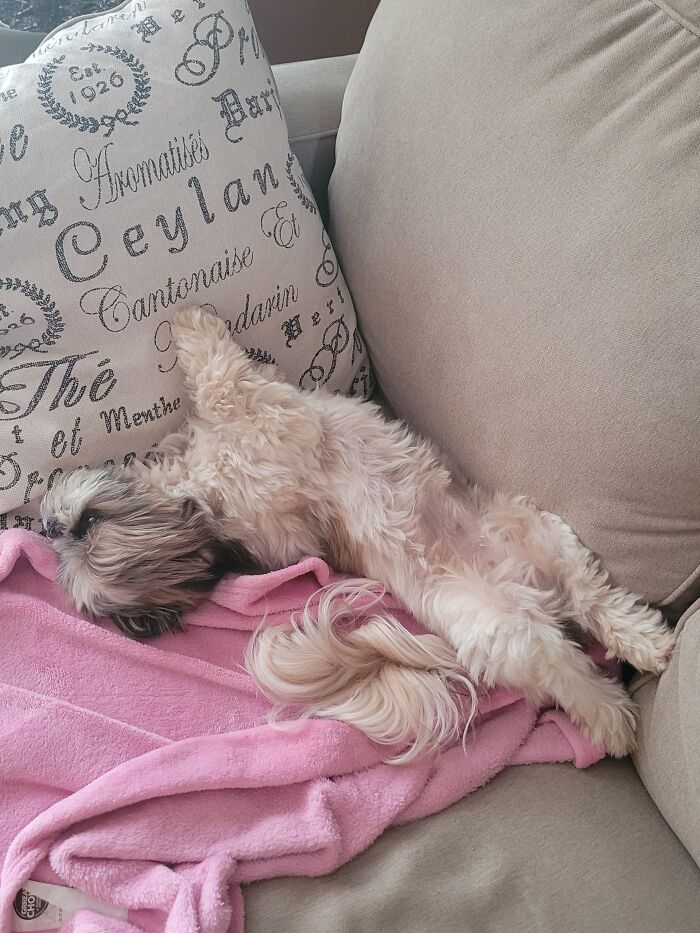 This Is My Sweet Bayley, She Is Trying To Protect Her Blanket From The Cat Taking It And Fell Asleep.