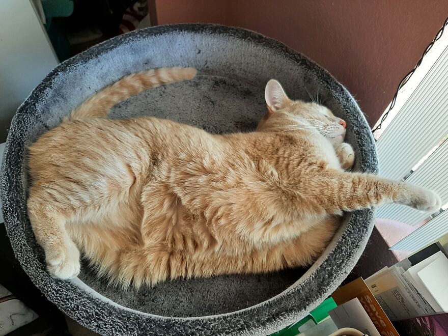 10 Times My Cat Brought The Cuteness 10 Times My Cat Brought The Cuteness