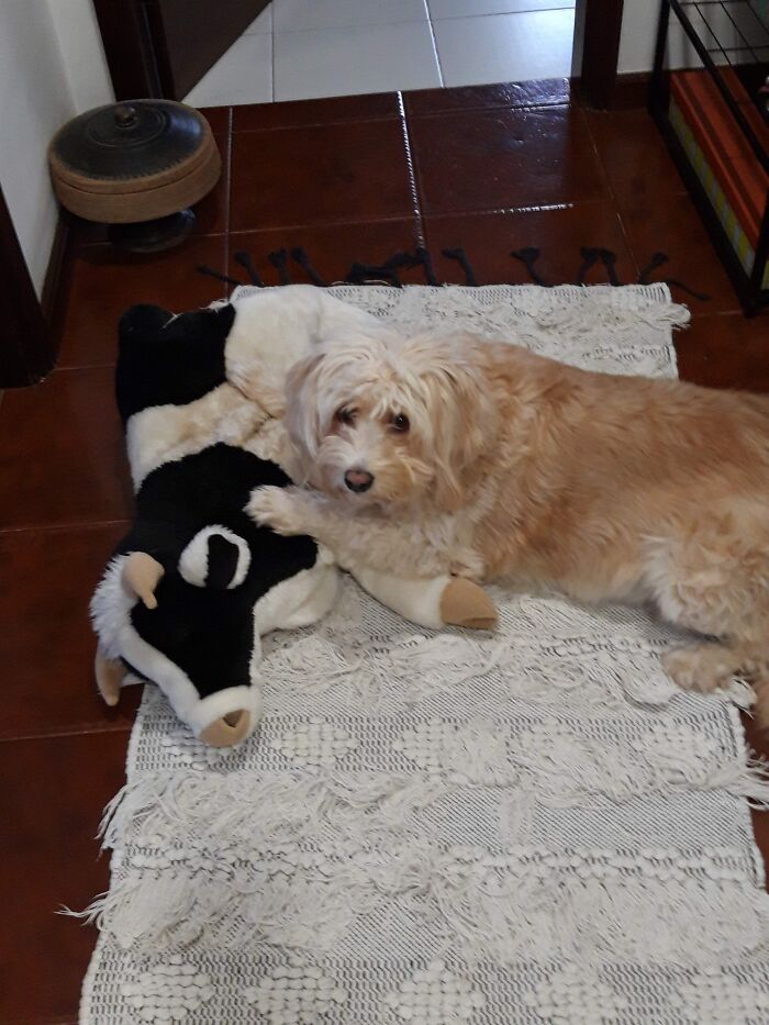 Snowie's Newest Favourite Toy/Friend That She Carries Around The House