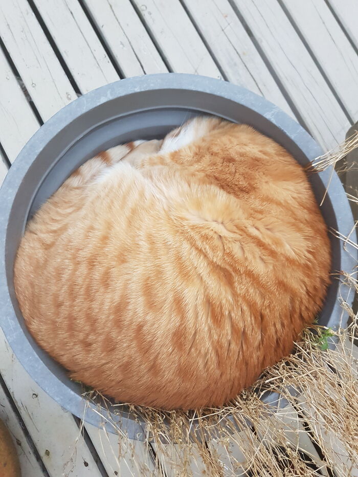 This Year's Crop Of Ginger Killed The Watermelon Seedlings...